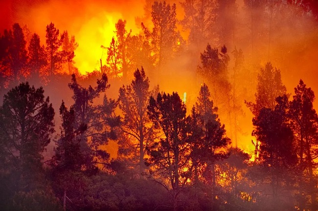 多地森林火险预警！关于森林防火，这些知识要掌握